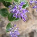 Paederota bonarota Fula
