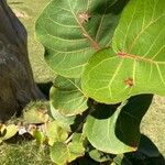 Coccoloba uvifera Blad