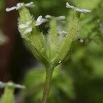 Anthriscus caucalis Flors