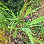 Crocosmia × crocosmiifloraFolha