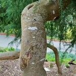 Acacia verticillata Bark