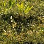 Eriophorum virginicum Costuma