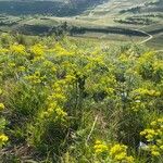 Euphorbia cyparissiasHábito