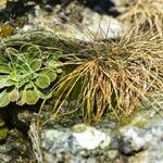 Saxifraga paniculata Habitus