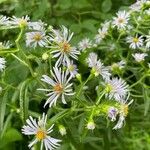 Symphyotrichum puniceum Flower