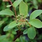 Spiraea × vanhouttei Õis