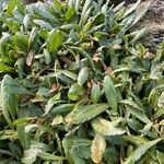 Culcitium serratifolium Leaf