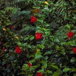 Hibiscus schizopetalus Habit