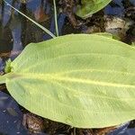 Alisma plantago-aquaticaपत्ता