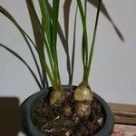 Cymbidium devonianum পাতা