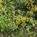 Cytisus villosus Plante entière