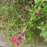 Gambelia speciosa फूल