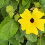 Thunbergia alata Blad