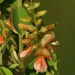 Indigofera suffruticosa പുഷ്പം