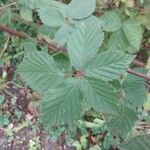 Rubus gratus Lapas