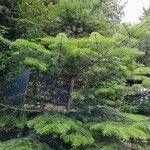 Abies nordmanniana Elinympäristö