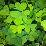 Oxalis incarnata Leaf