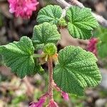 Ribes malvaceum Blatt