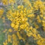 Senna artemisioides Blüte