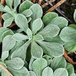 Antennaria parvifolia Feuille