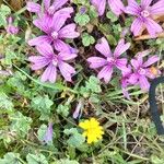 Malva sylvestrisFlower