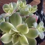 Aeonium haworthiiList