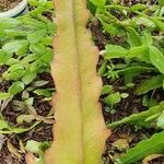 Disocactus ackermannii Leaf