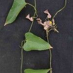 Aristolochia triangularis Leaf