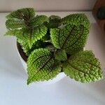 Pilea involucrata Ліст