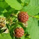 Rubus canadensis Fruit