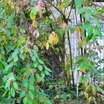 Cornus amomum Habitat