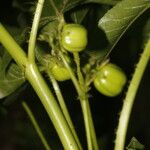 Jatropha gossypiifolia Frukt