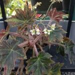 Begonia heracleifolia Листок