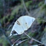 Lunaria rediviva Fruit