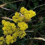 Galium verumFlower