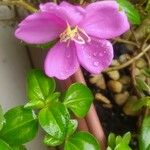 Heterotis rotundifolia Blüte