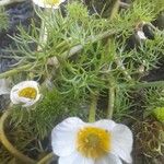 Ranunculus trichophyllus 葉