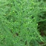 Symphyotrichum lateriflorum Leaf