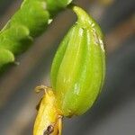 Dendrobium austrocaledonicum Плод
