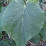 Abutilon exstipulare Leaf