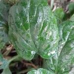 Rudbeckia fulgida Leaf