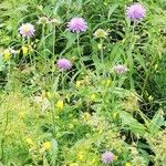 Knautia dipsacifolia പുഷ്പം