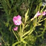 Epilobium hirsutumŽiedas