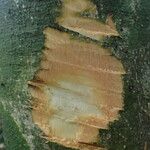 Drypetes glabra Bark