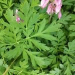Dicentra formosa 葉