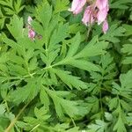 Dicentra formosa Blad