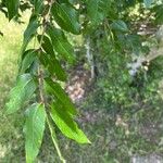 Zanthoxylum clava-herculis Leaf