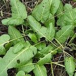 Rumex pulcher Libunga