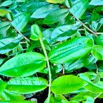 Myrciaria glazioviana Leaf
