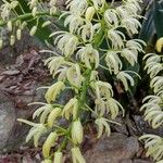 Dendrobium speciosum Fiore